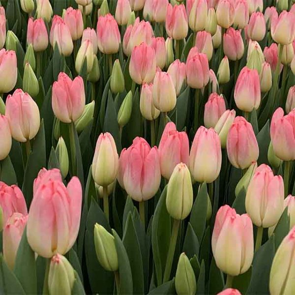 tulp